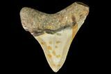 Fossil Megalodon Tooth - North Carolina #109038-2